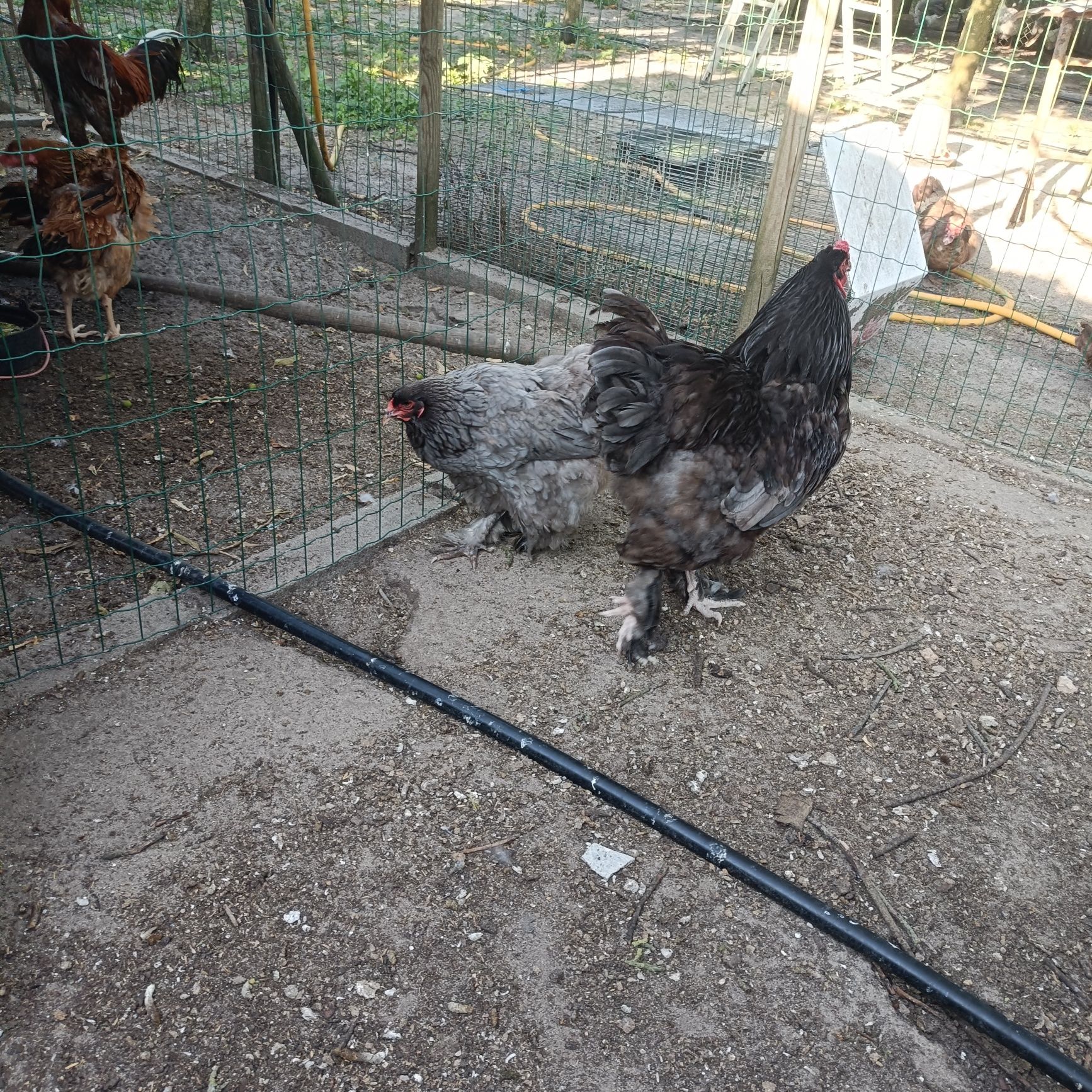 Casal ou Trio de Brahma Azul
