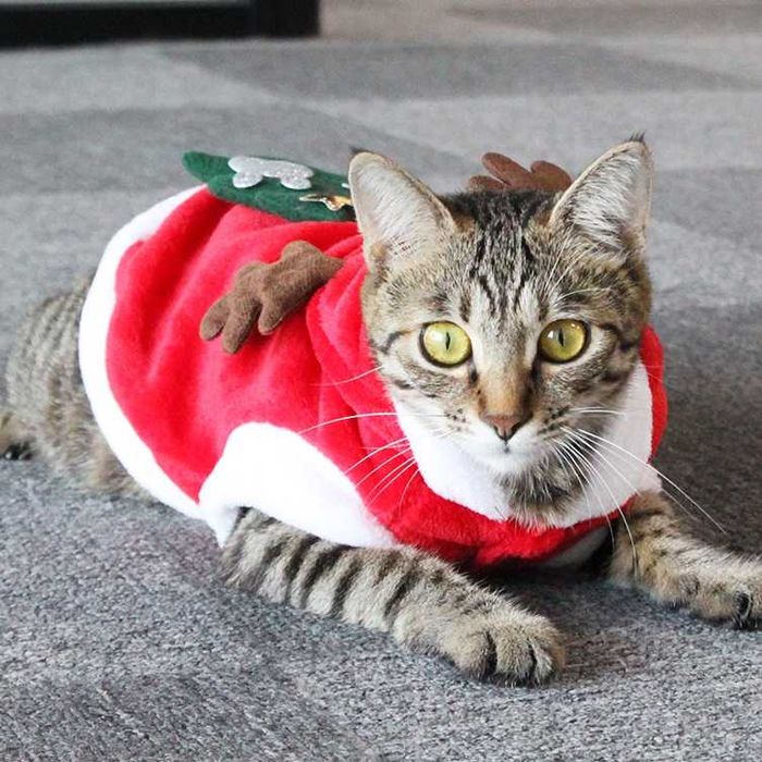 Kostium dla kota, kot jako renifer, przebranie na Boże narodzenie