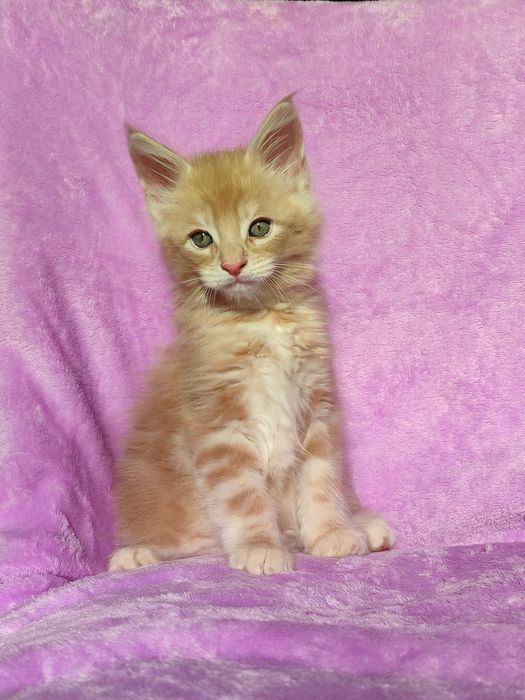 Кошенята породи Мейн-кун