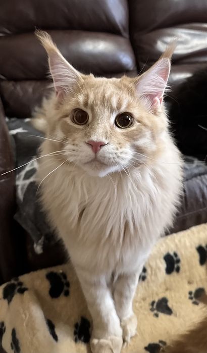 Маленькие львы и тигры.