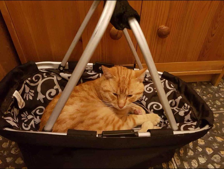 Znaleziony rudy kotek „Tygrys”– adopcja, najlepiej dom z ogródkiem