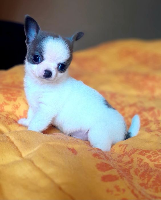 Chłopiec rasy chihuahua w kolorze niebiesko-białym.