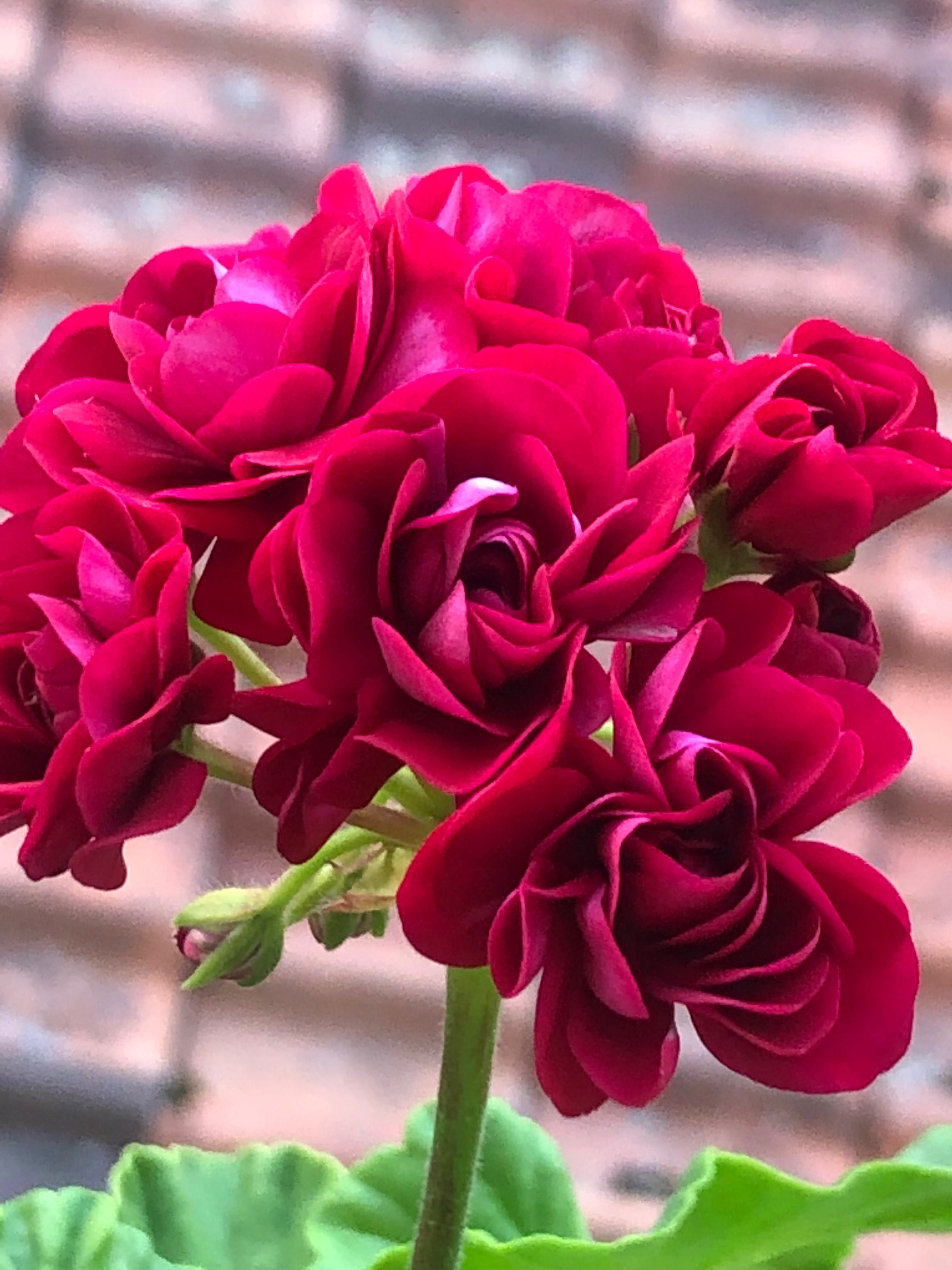 Пеларгония сортовая Rose of Bulgarien и набор розебудных пеларгоний