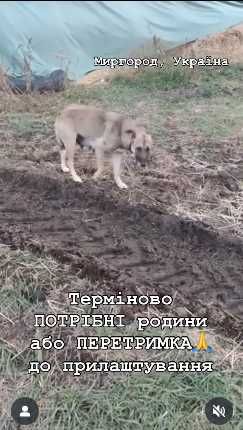 Потрібні родини малим і мамі( хоча б ПЕРЕТРИМКА до прилаштування!)