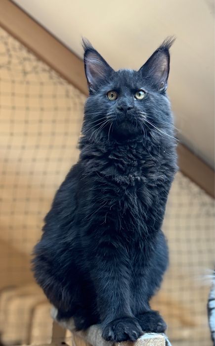 Cudny czarny kocurek Maine Coon