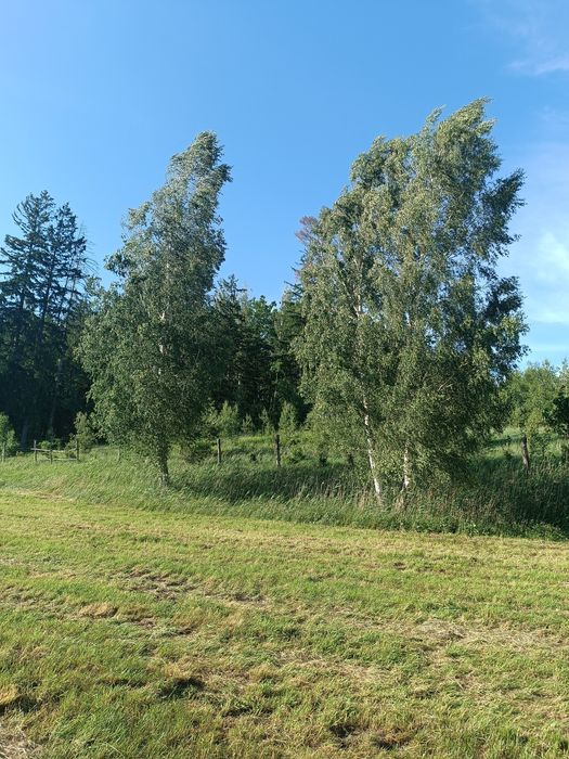 16ha, Działka rolna Wydminy