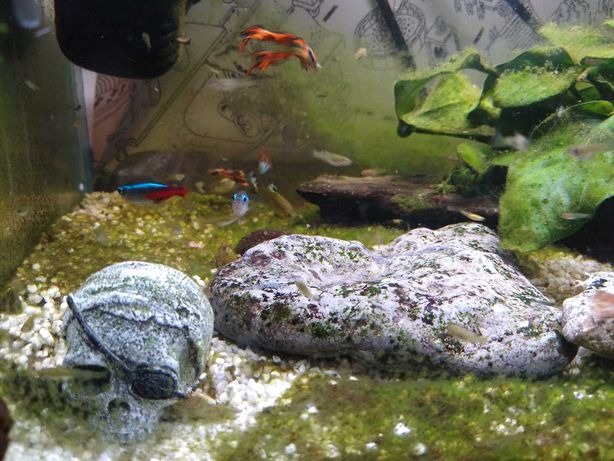 rybki gupiki, samce i samiczki