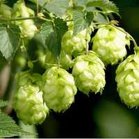 Еко трави.  Хміль (Humulus.L)50г.
Хміль (Humulus L.) LUPULI