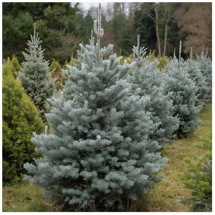 LIKWIDACJA PLANTACJI Świerk srebrny 80-180 cm od 15 zł/szt.