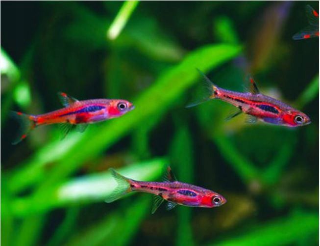 Młoda Razbora borneańska - Boraras brigittae - Rasbora