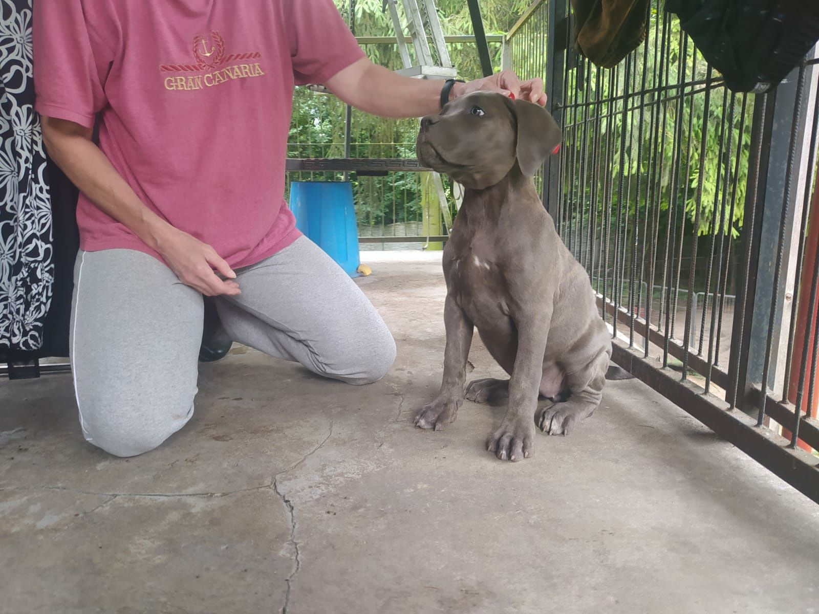 Cane corso błękitna suczka FCI