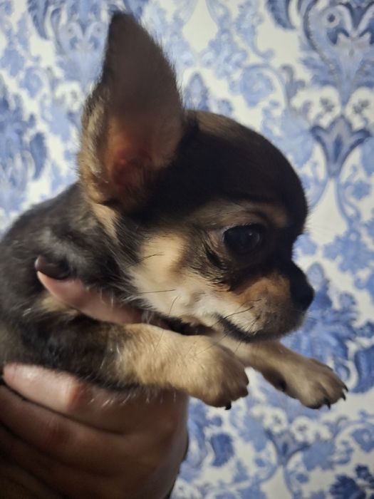 Щенки чихуахуа мини