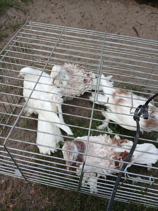 Sprzedam  młode Gołębie loczki