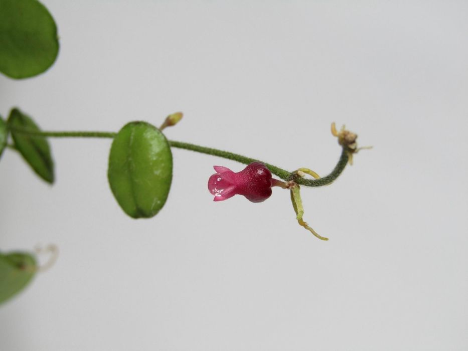 Хойя (дісхідія) хірсута Dischidia hirsuta (зрізка)