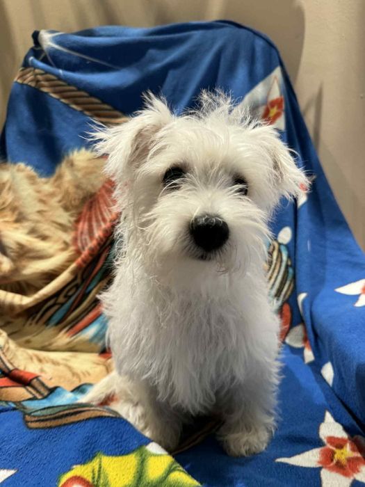 Piesek czeka na nowy dom West Highland White Terrier