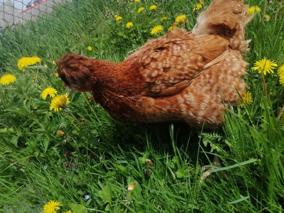 Jajka wiejskie od młodych kurek