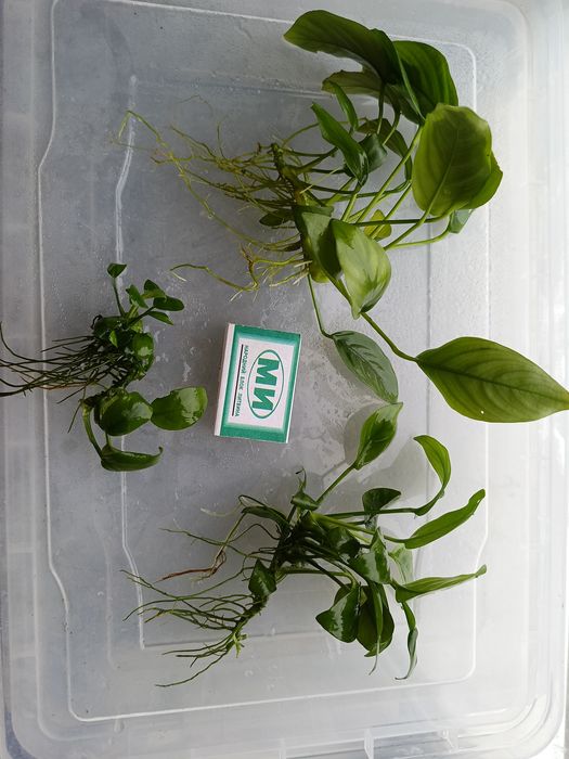 Аквариумное растение Анубиас Anubias nana неприхотливое теневыносливое