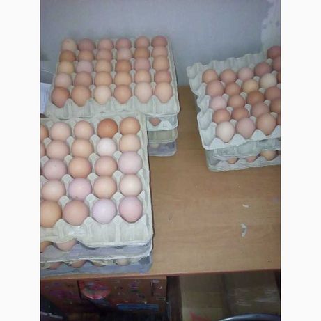 Инкубационное яйцо доминант д 959