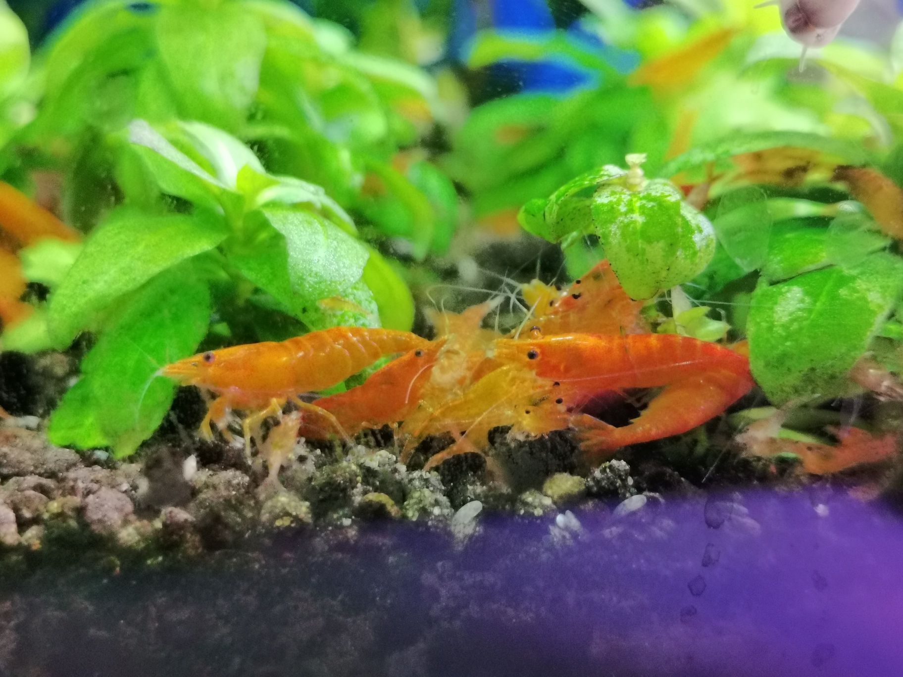 Krewetki neocaridina ORANGE SAKURA pomarańczowe