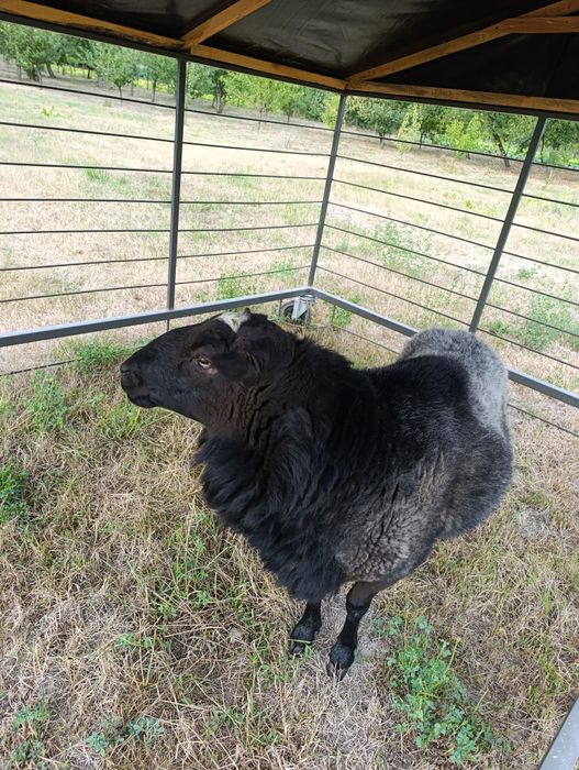 Продам барана романівська порода