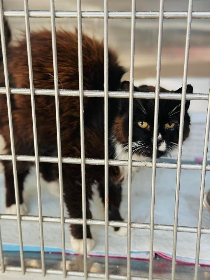 Wiewiór - PILNIE DO ADOPCJI - kot z białaczką.