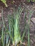 Planta de lago - Acurus gramineus variegata