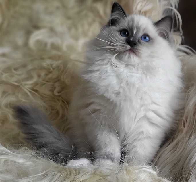 Kocurek ragdoll z rodowodem, już do odbioru:)