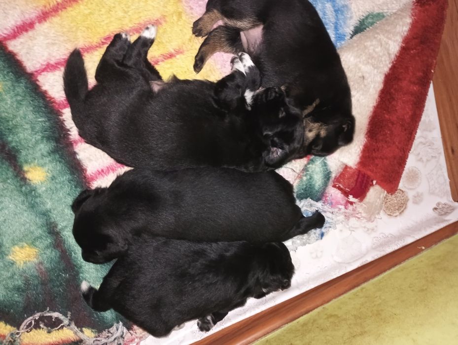 Szczeniaki  oddam za darmo.