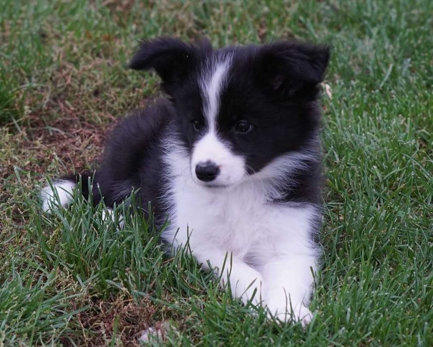 Border Collie czarno biała suczka ZKwP / FCI