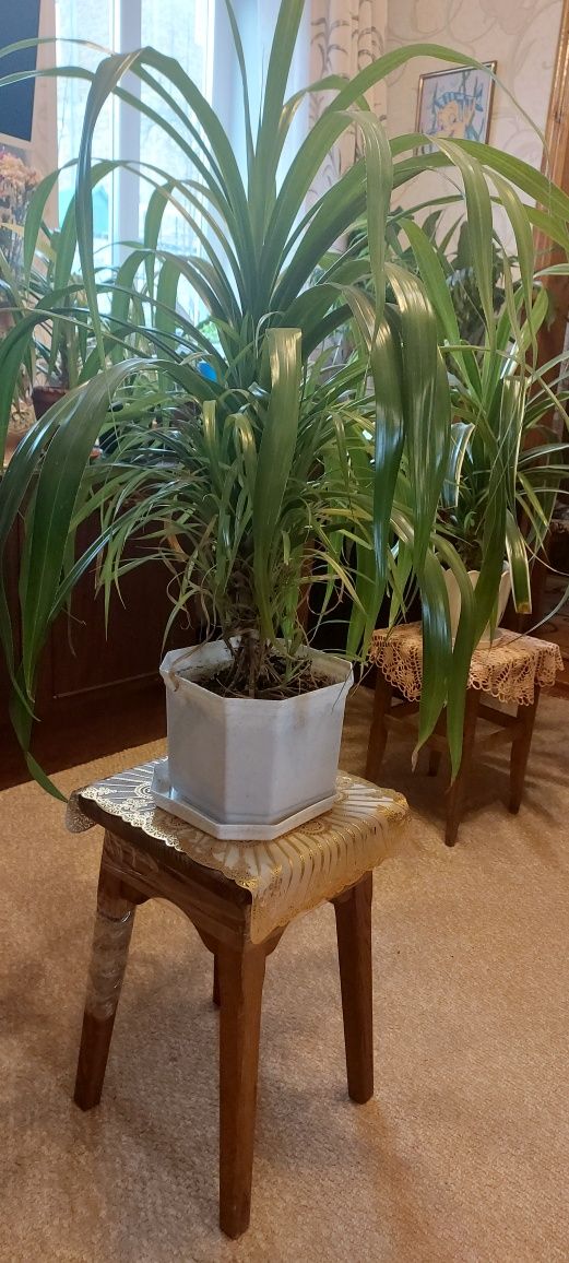 Продам комнатные растения Пальмы