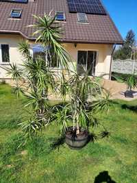 Dracena, Fikus, Palma