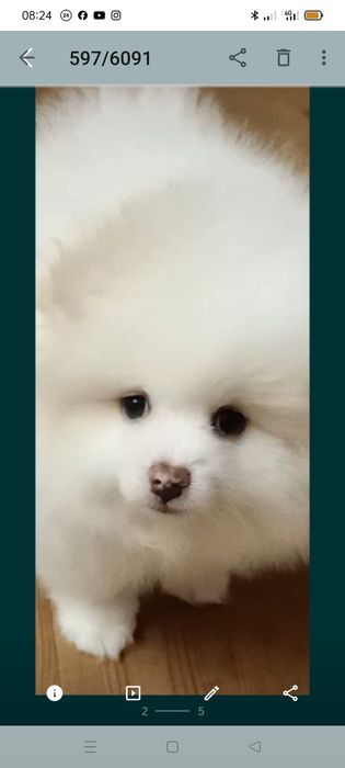 Продам чудову дівчінку шпіца