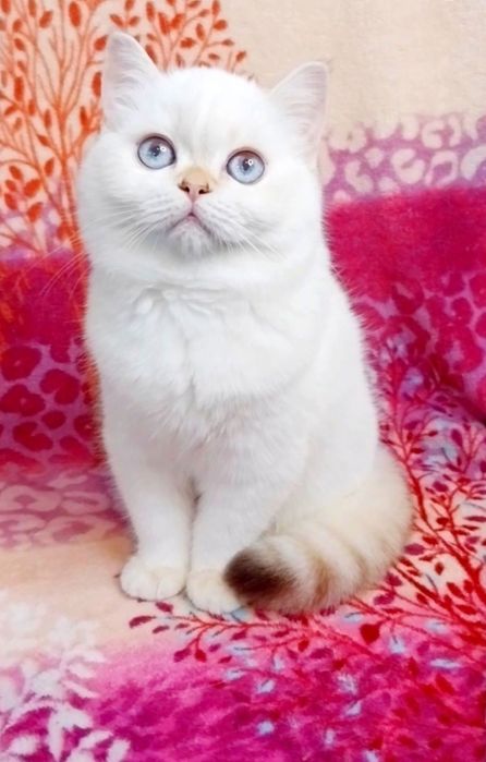 Чудо маленьке дівчинка красунечка шиншилка