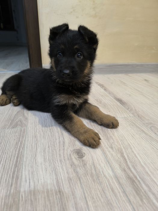 Suczka-Krótkowłosa