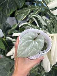 Anthurium sp silver peru kolekcja