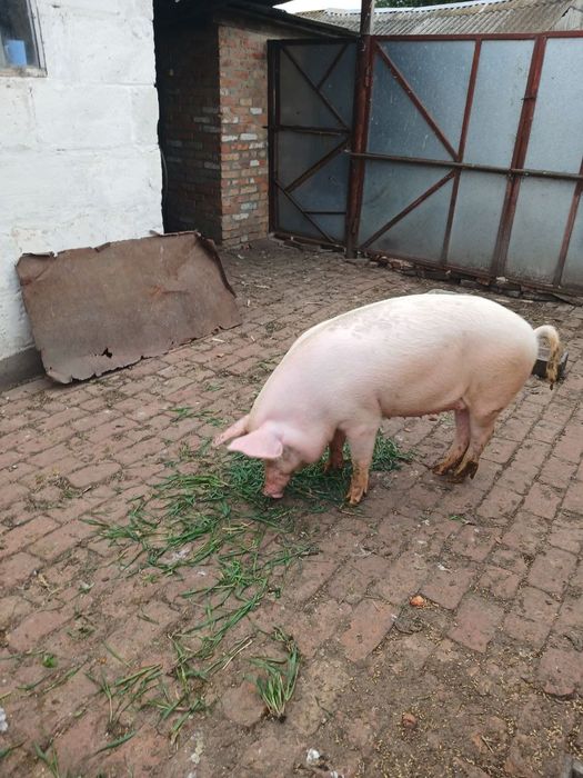 Продам свиню на м'ясо