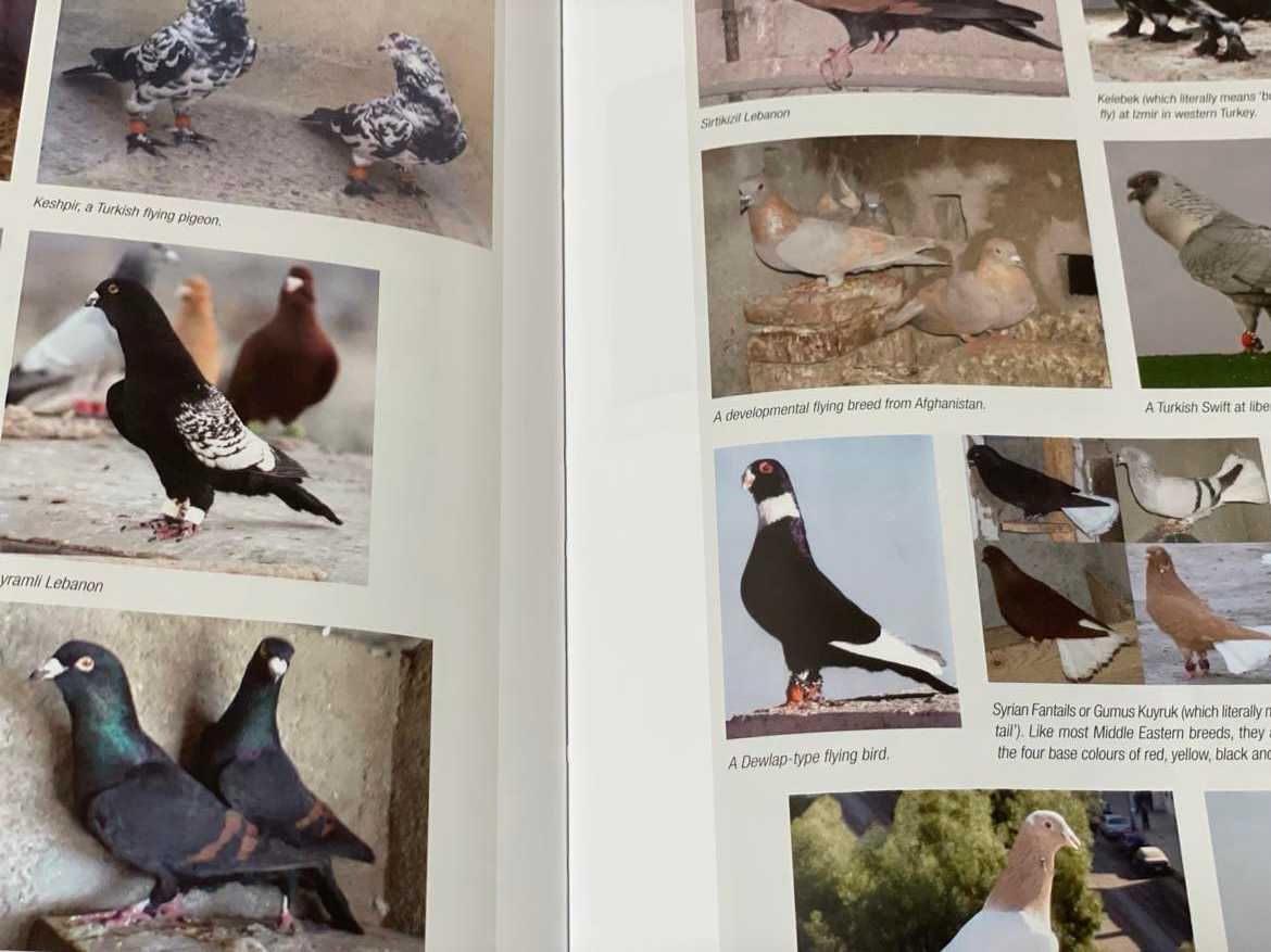 Livro de Columbofilia "The Pigeon"  Dr. Colin Walker 2014