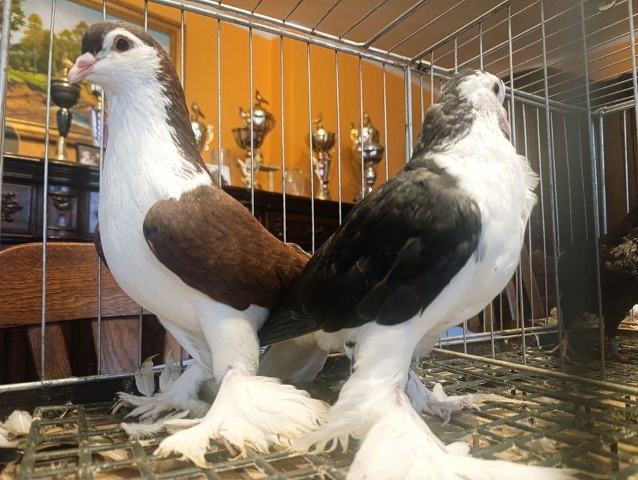 Lahor, lahory, gołębie ozdobne, wysyłam