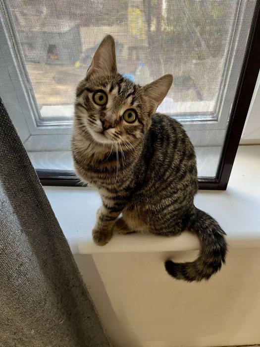 Котенок Шухер 4,5-5 мес,привит