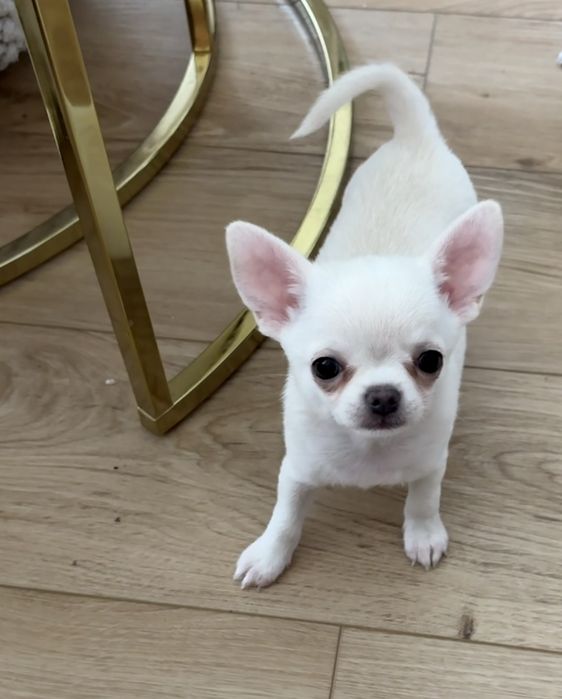 Chihuahua-suniaZKwP (FCI)
