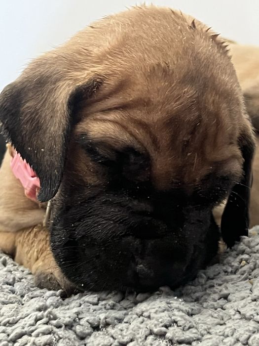 Dogue alemao dourado