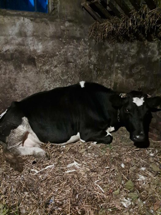 Прдам "КОРОВУ"..