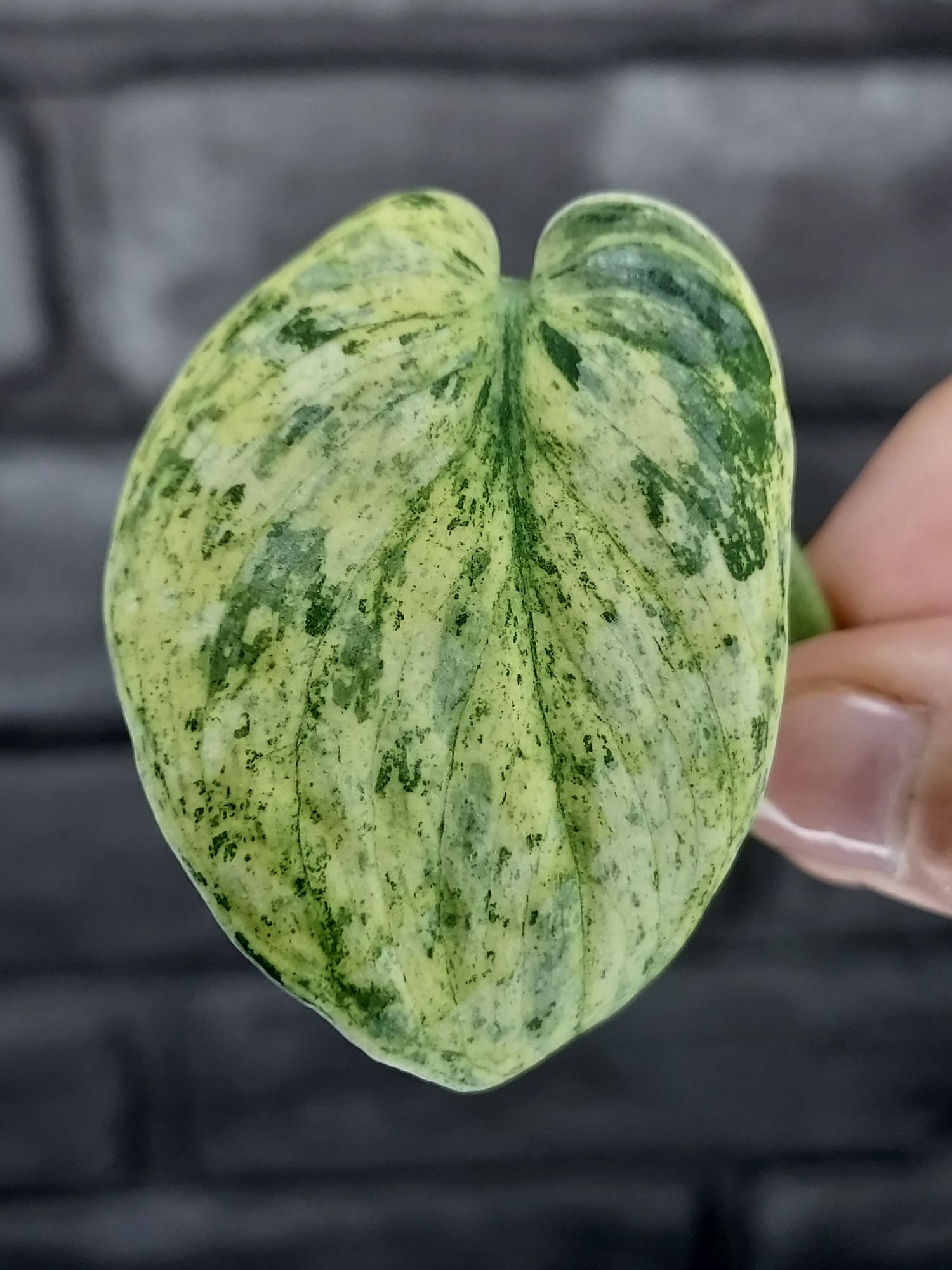 Scindapsus Dark Silver Cloud Variegata #6