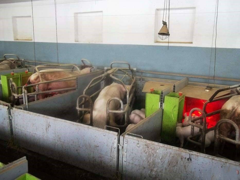 Kojce porodowe dla loch.