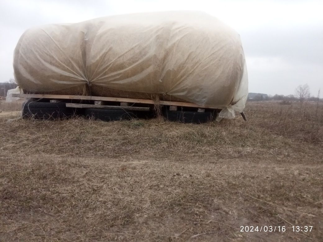 Сіно лугове ,2023 року.