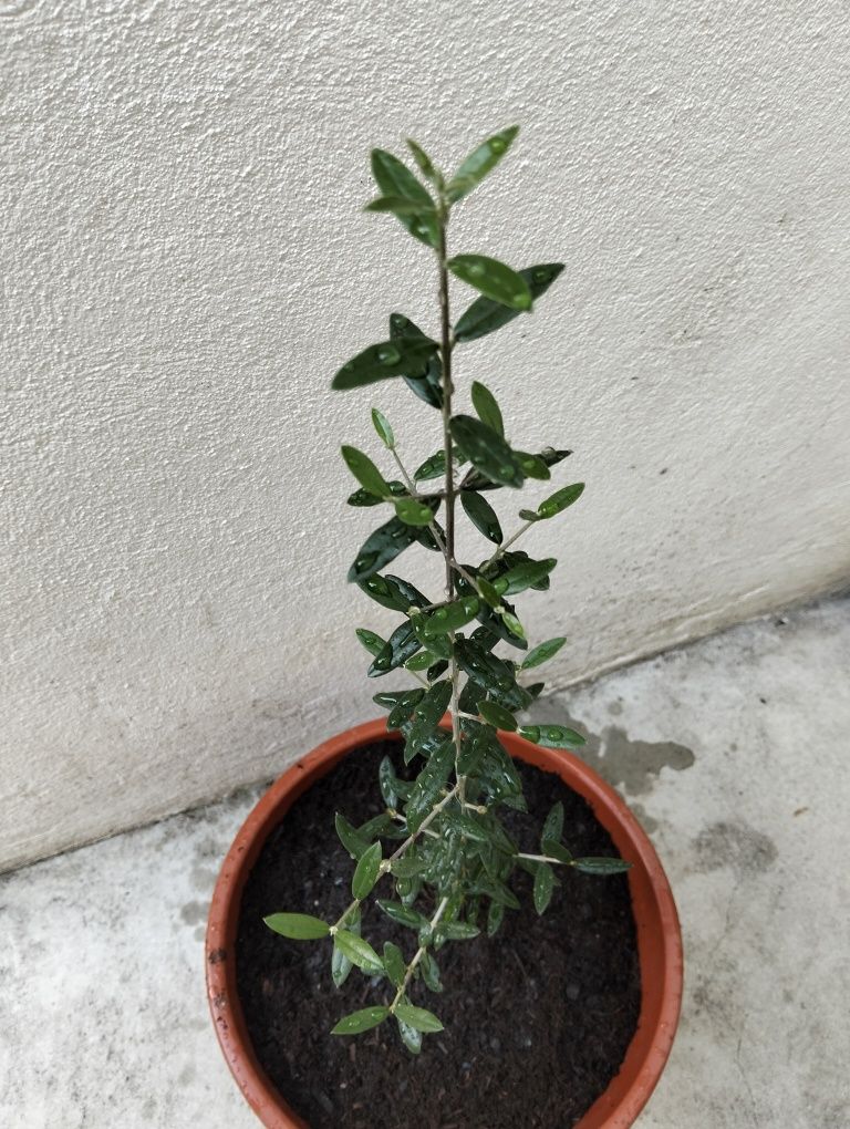 Oliveira em vaso