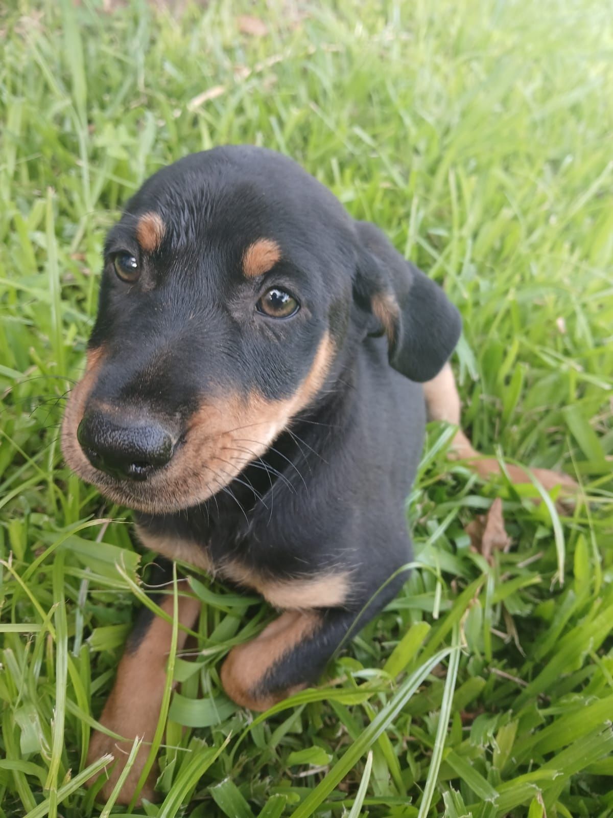 Dá-se cãezinhos ..