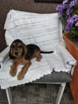 Przepiękny szczeniak suczka Cocker spaniel angielski