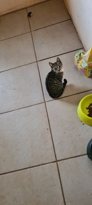 Gatinha 3meses tigrada muito meiga