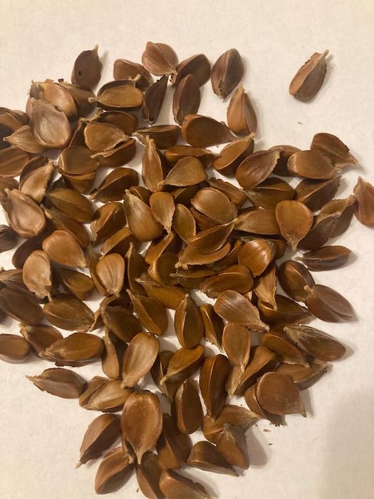 premia nasiona buka - buk